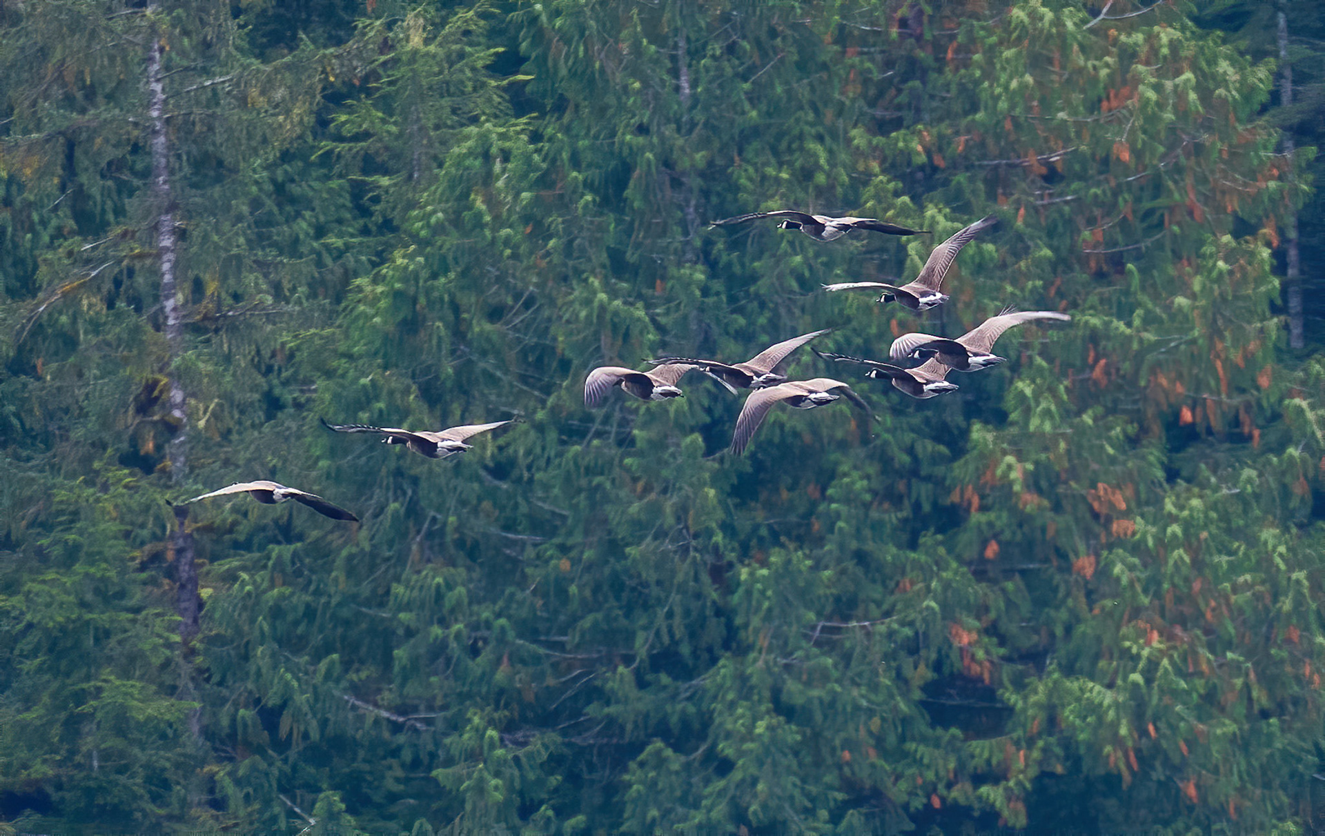 Canada Geese Nekite river estuary. B.C. 24/09/18