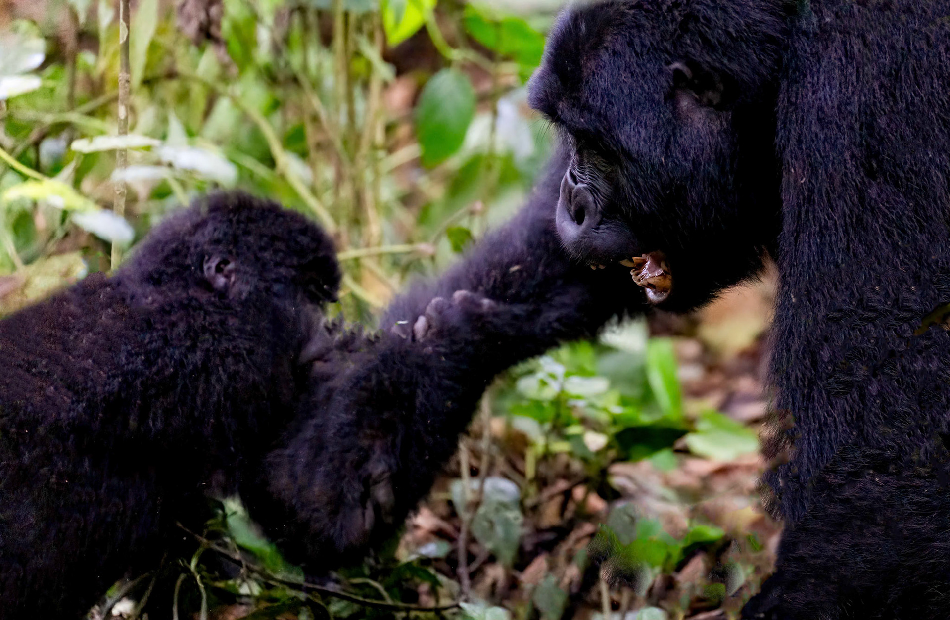 Sub-Adult Male play fighting with infant. Katwe Gorilla Family, Bwindi NP. Uganda. 05-08-23.