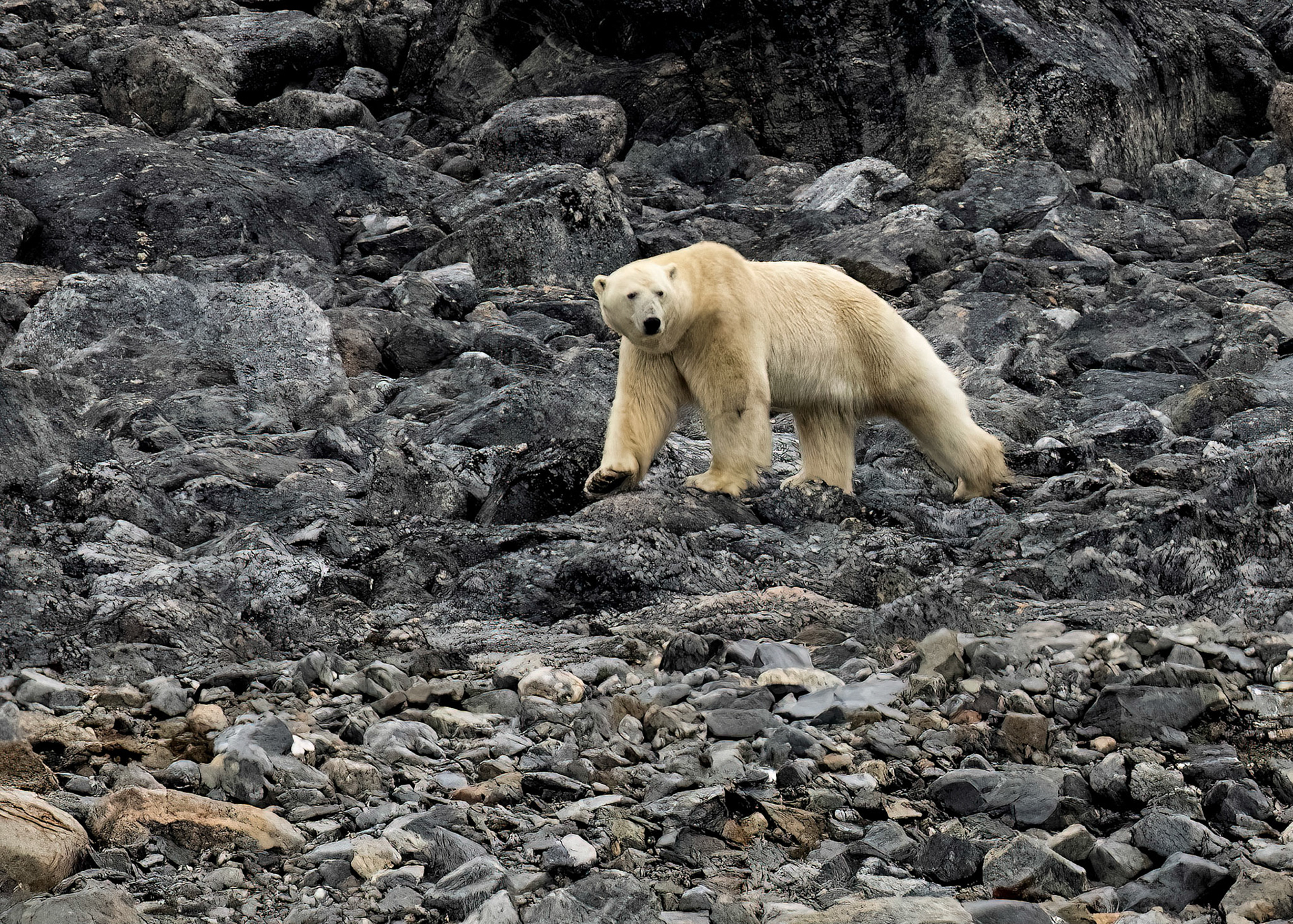 Male Polar Bear walking the shoreline past Virgohamna, Svalbard. 03-08-2022.