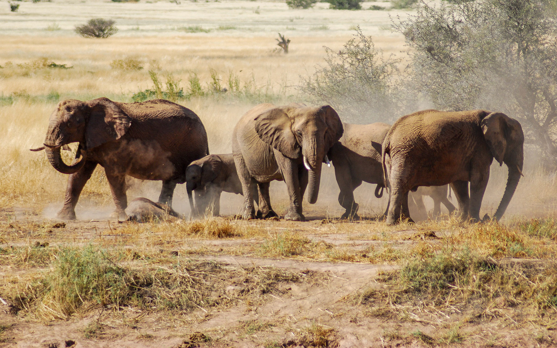 Desert Elephants, Damaraland Namibia 25/04/09