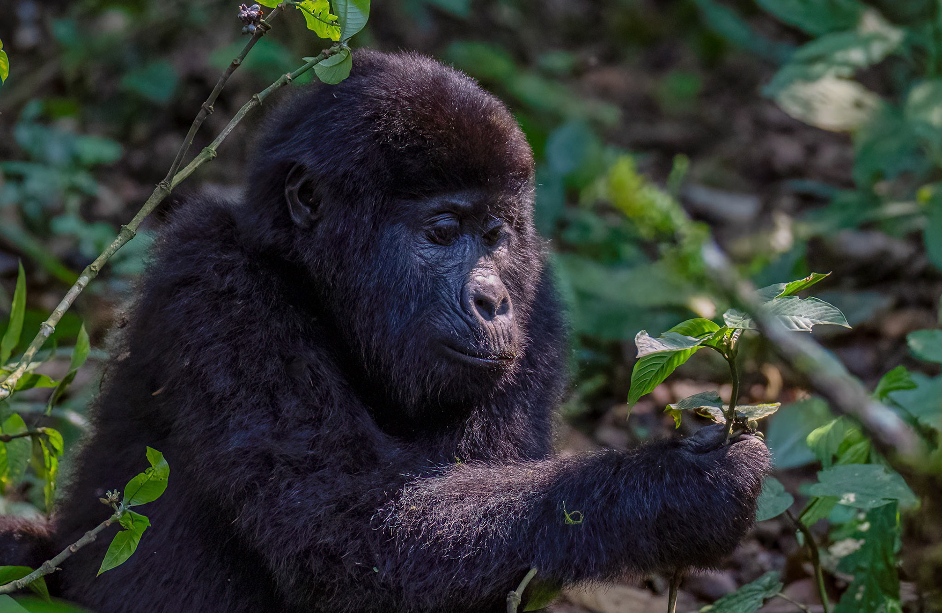 Infant exploring potential food sources, Katwe Gorilla Family, Bwindi NP. Uganda. 05-08-23.