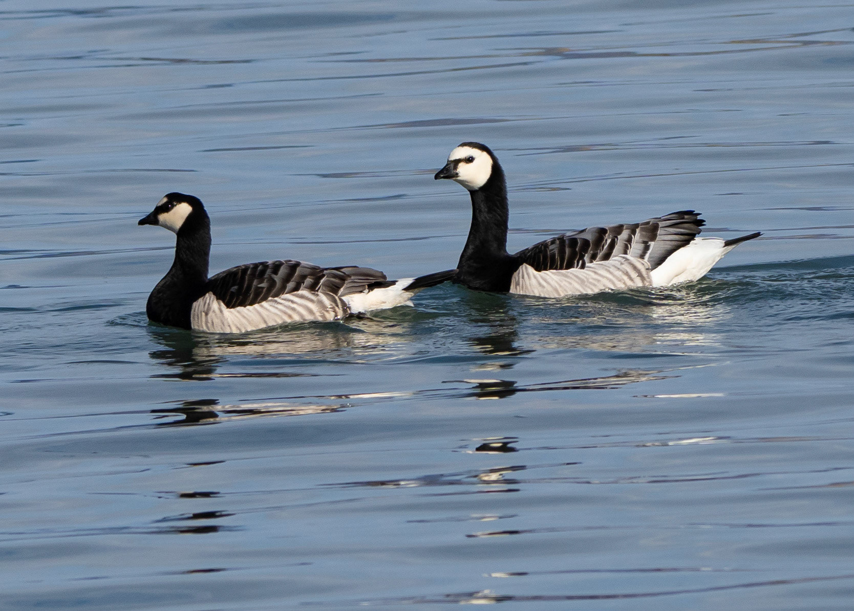 Barnacle Geese, Ny Alesund, Savlbard. 02-08-2022.