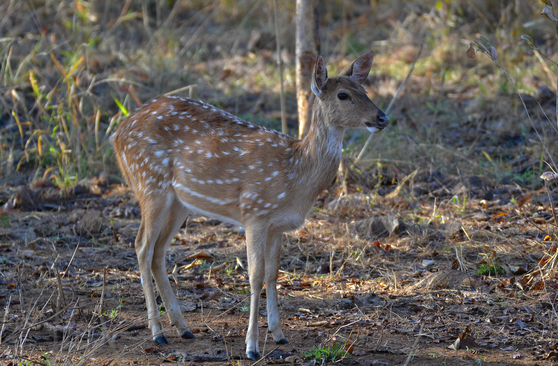 Chittal Fawn, Panna NP, Madhya Pradesh India 16/03/14.