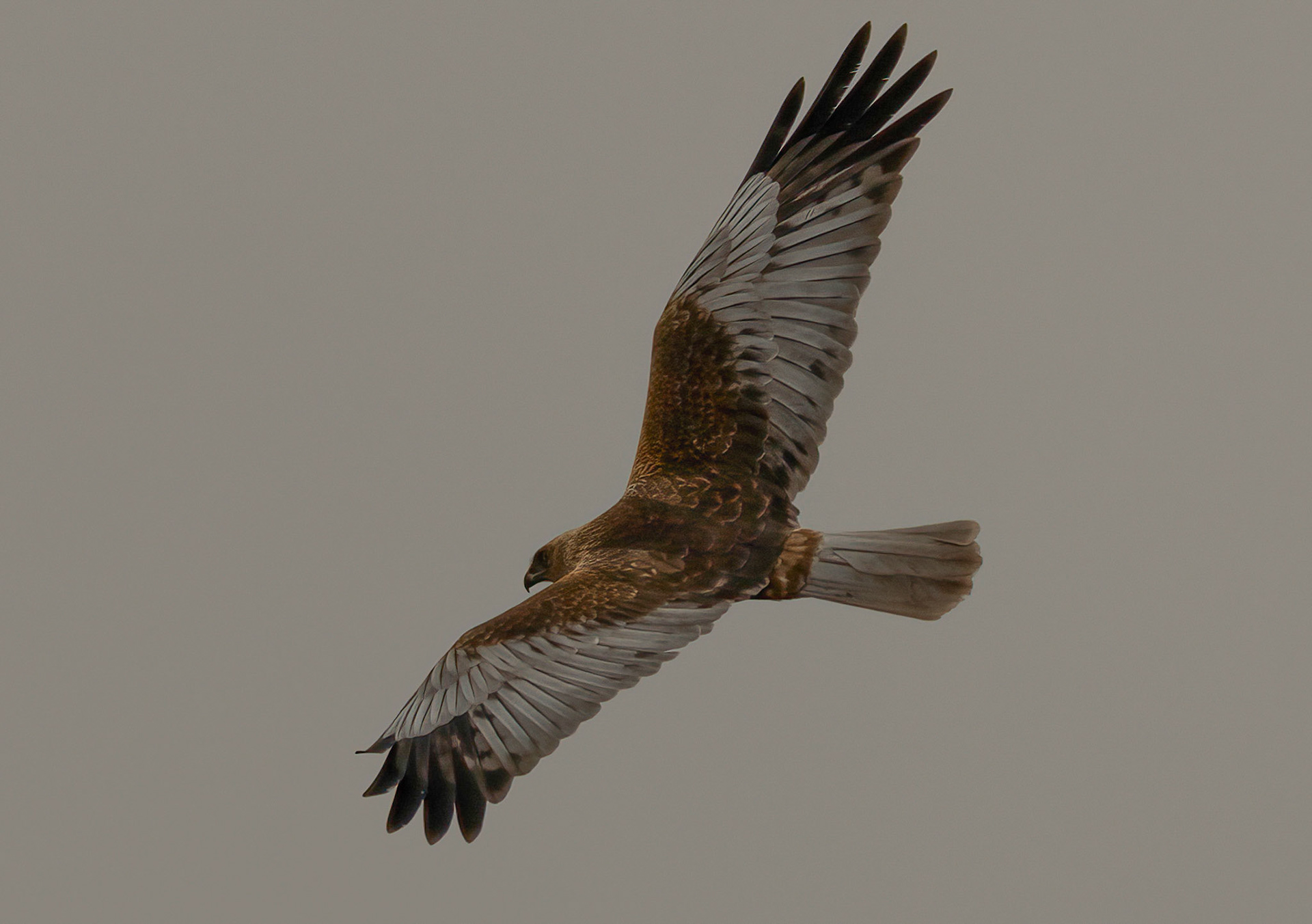 Male Marsh Harrier, Pego Marshes, Valencia, Spain. 16/03/22.