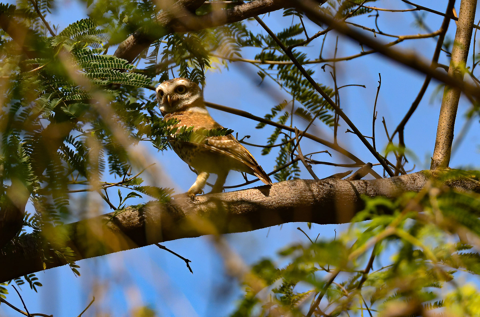 Spotted Owlet, Sultanpur NP, Haryana India 08/03/14.