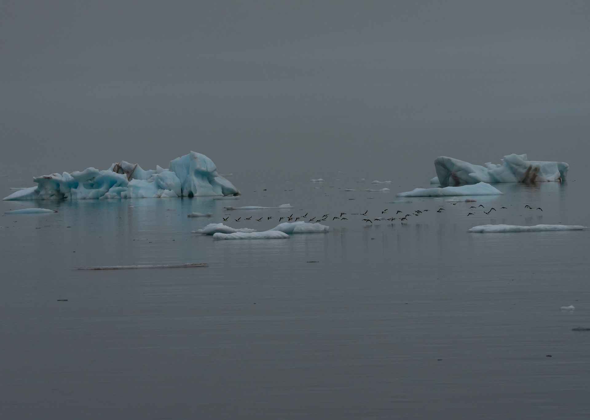 Guillemots in the fog near Brasvellbreen, Svalbard. 05-08-2022.