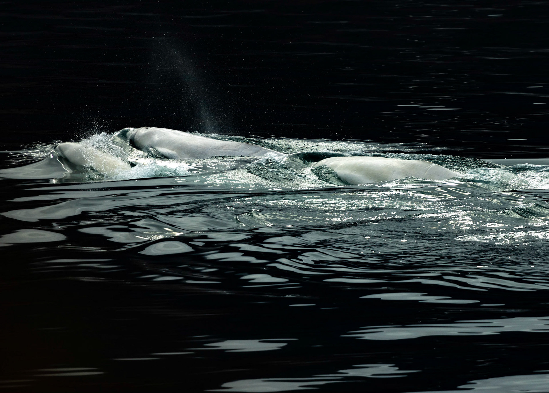 Beluga whale calves in Bellsund, Svalbard. 09-08-2022.