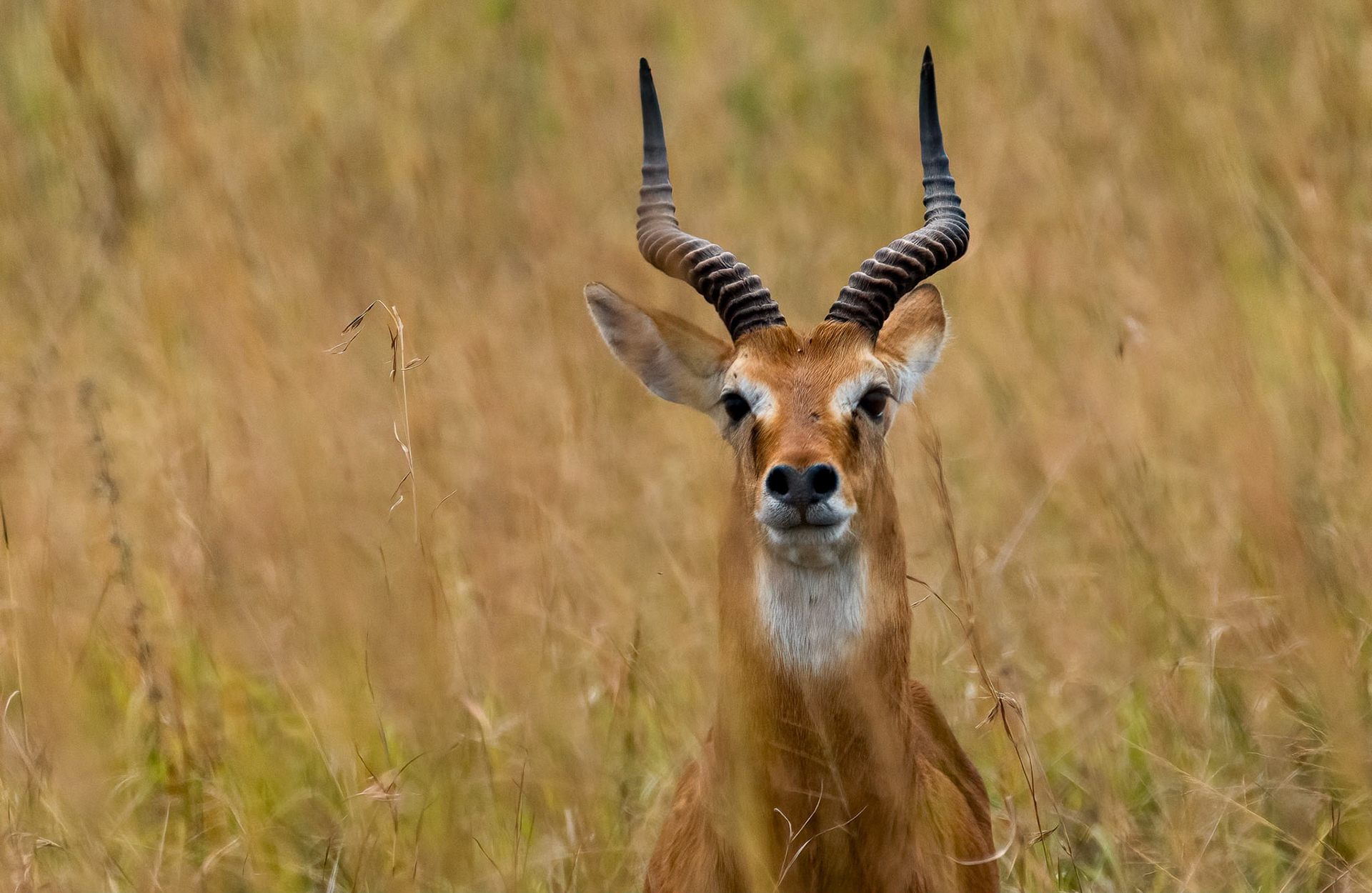Ugandan Kob, Queen Elizabeth NP. Uganda. 04-08-23.
