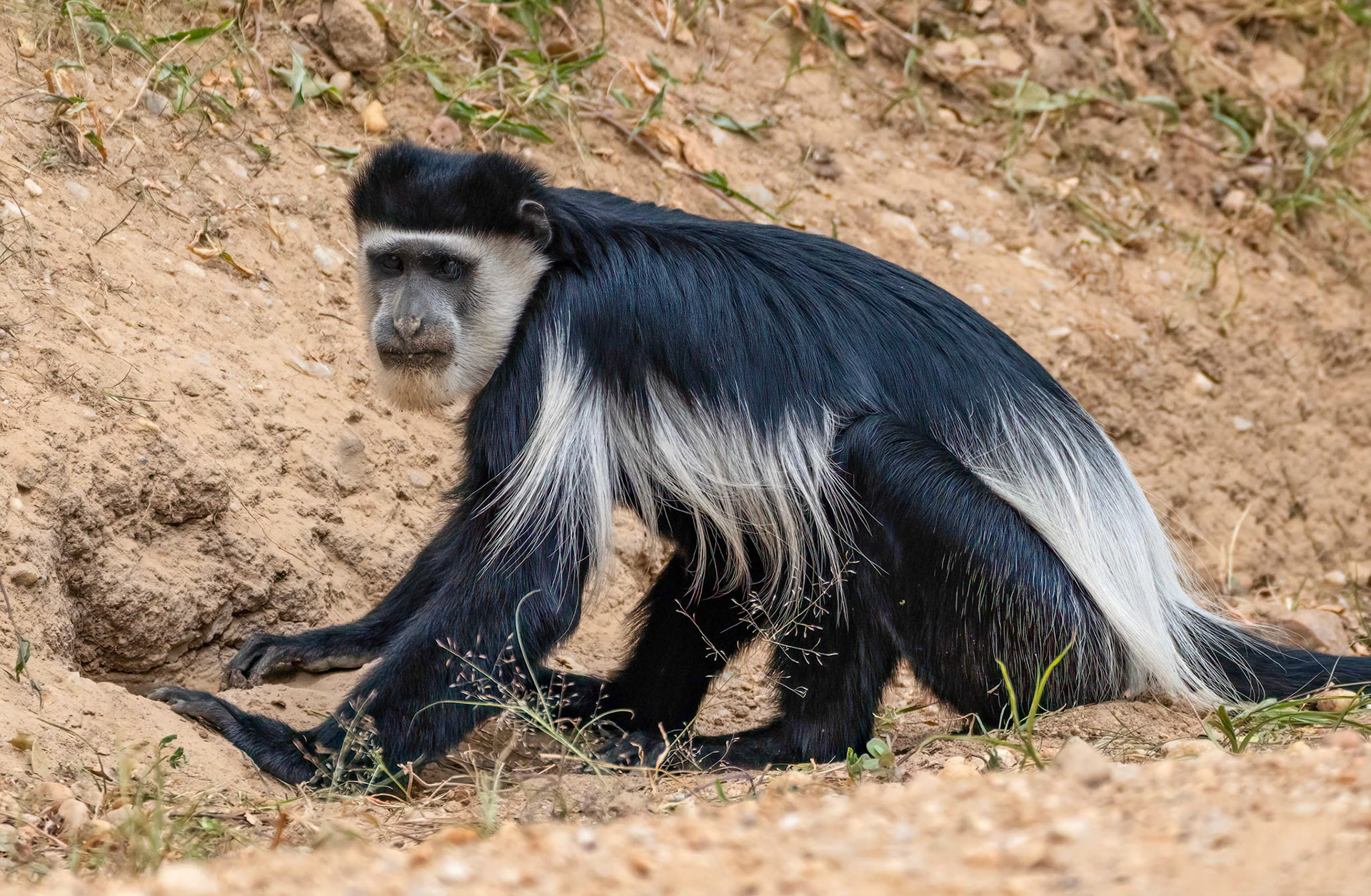 Black and White Colobus at mineral lick, Queen Elizabeth NP., Uganda. 04-08-23.