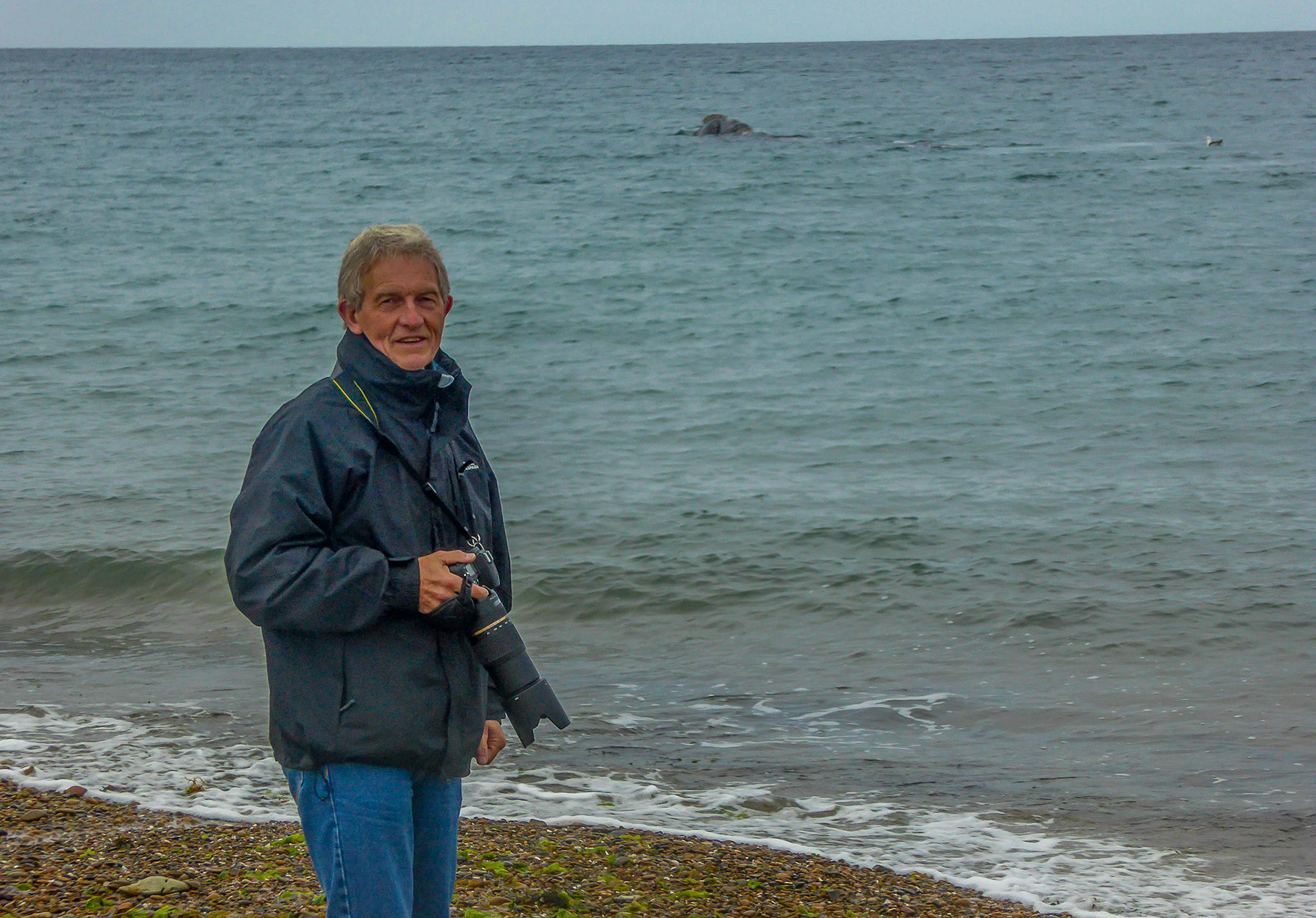 DG with Southern Right Whale, beach on Gulf of Valdez, Argentina