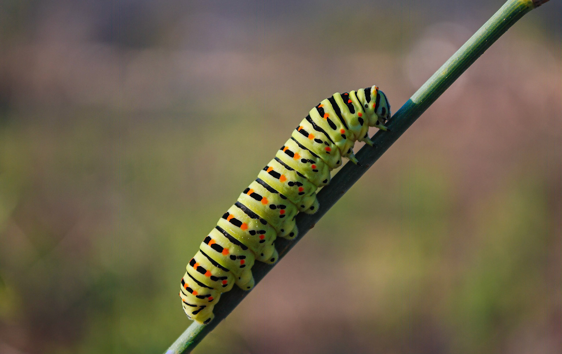 Swallowtail caterpillar on Anis, La Biar, Teulada Spain 22/08/14