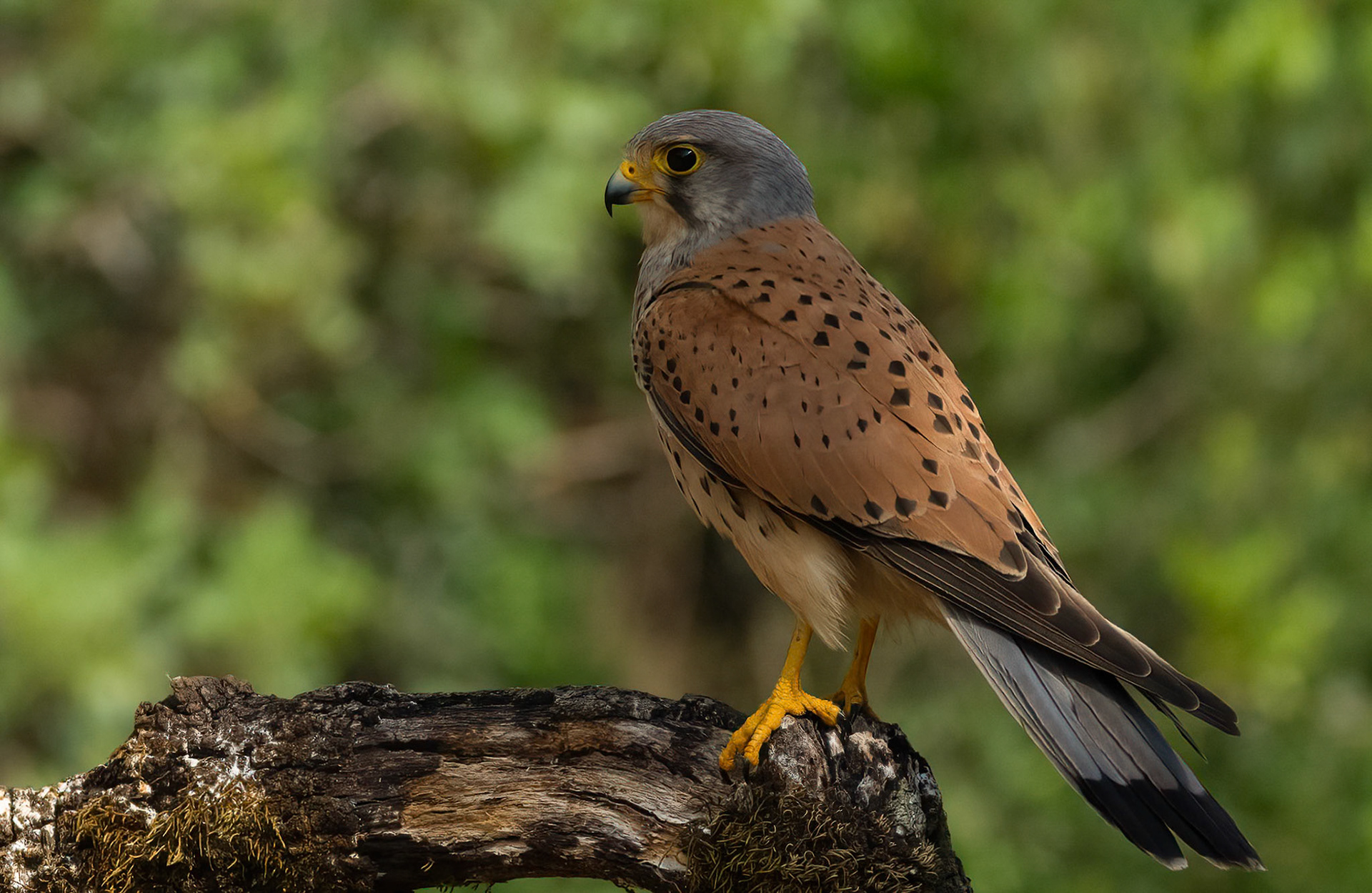 Male Kestrel, Adamuz, Andalucia. Spain. 30-05-23.