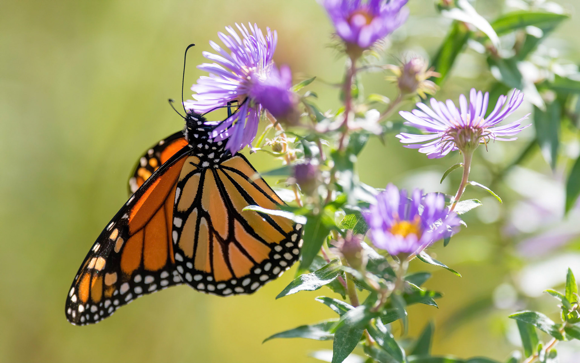 Monarch on Aster blooms. Mississauga. B.C. 29/09/18