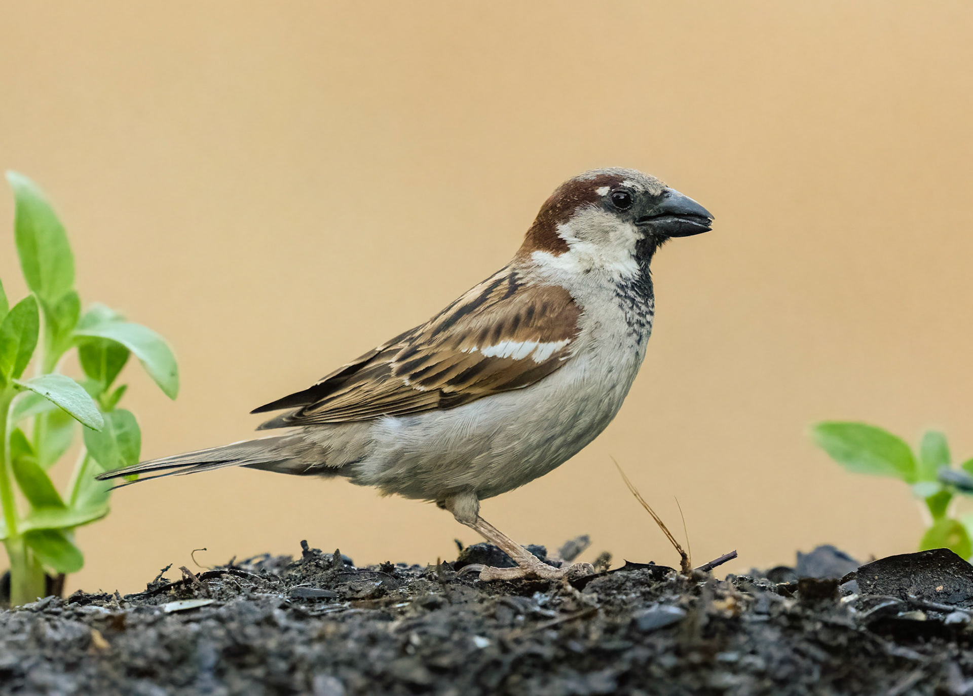 Spanish Sparrow, Adamuz, Andalucia, Spain. 31/05/22.