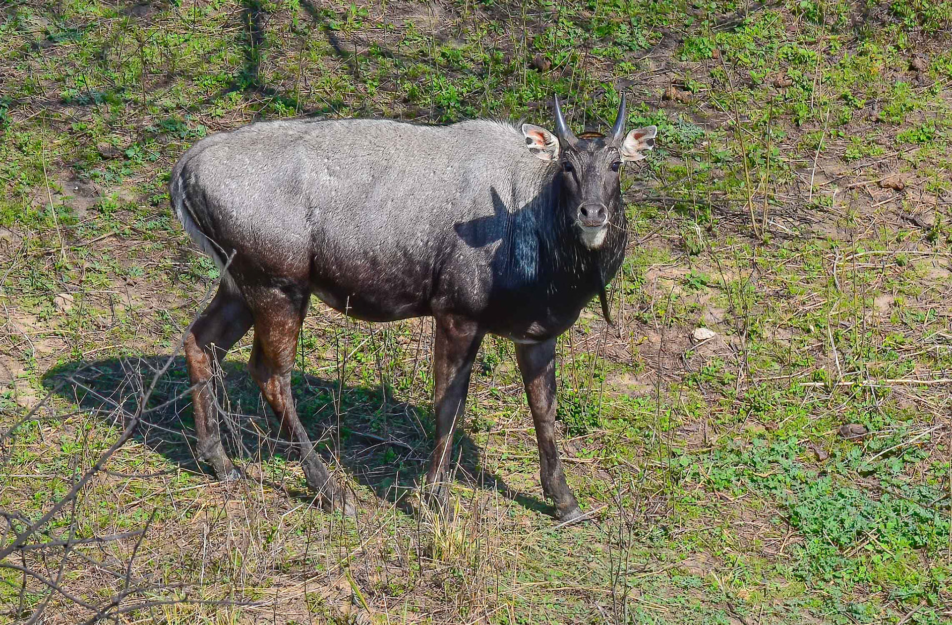 Nilgai Bull, Sultanpur NP, Haryana India 08/03/14.
