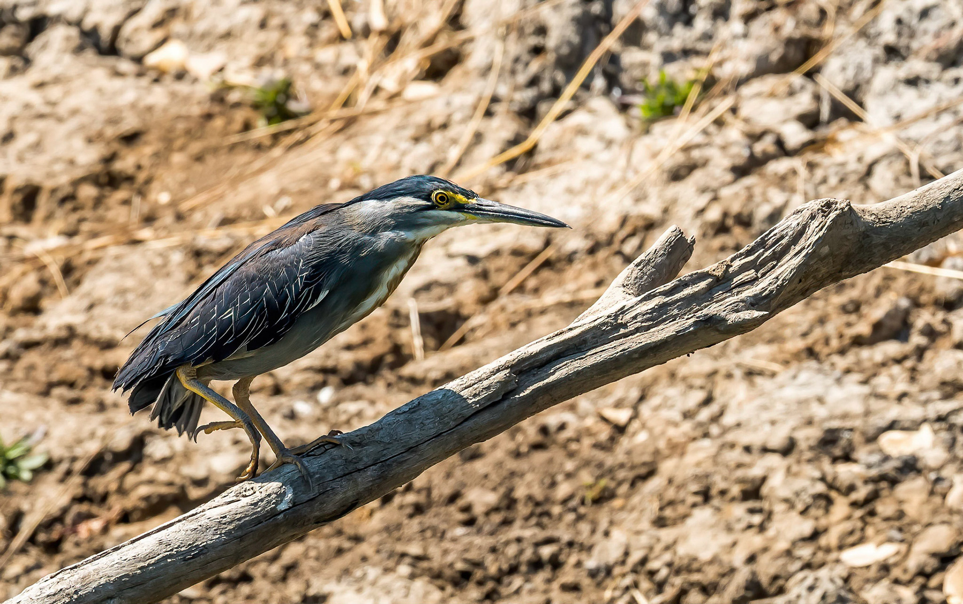 Green-backed Heron, Mukambi Zambia 01/09/17