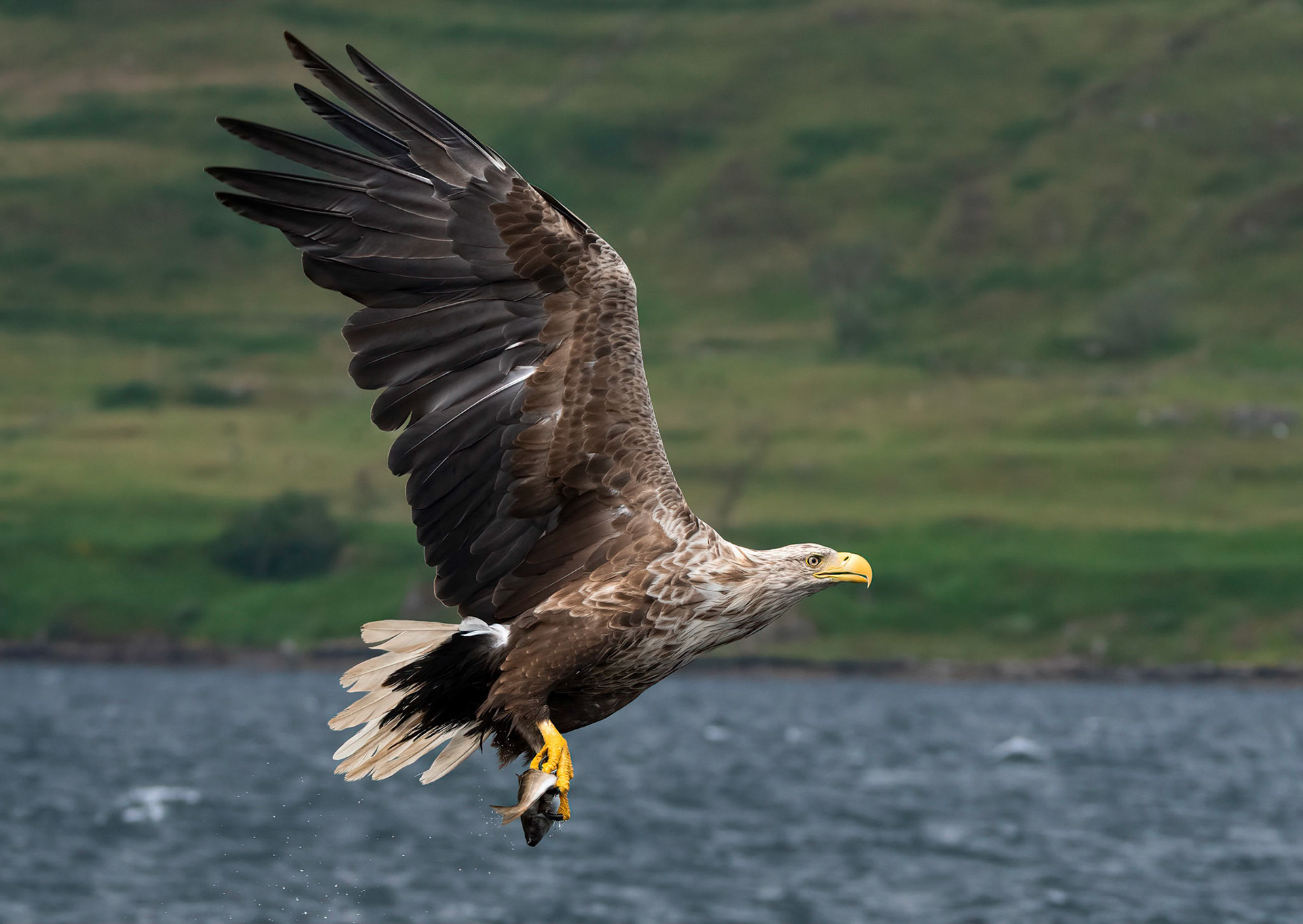 White-tailed Eagle f, Loch Na Keal, Mull, Scotland. 05/08/21.
