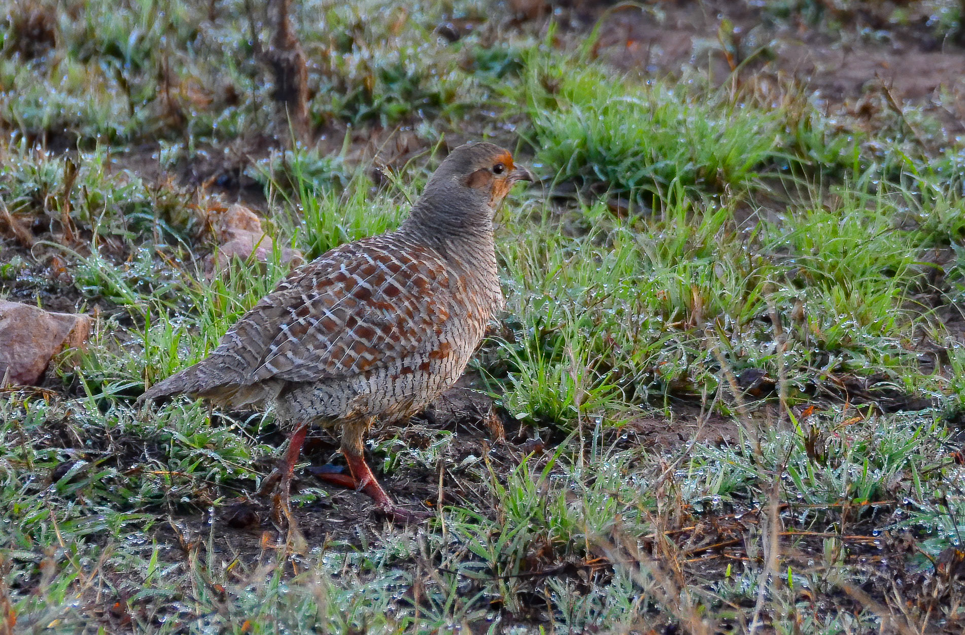 Grey Francolin, Panna NP, Madhya Pradesh, India 16/03/14.