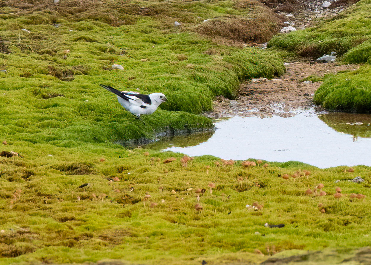 Snow Bunting, Ny Alesund, Svalbard. 02-08-2022.