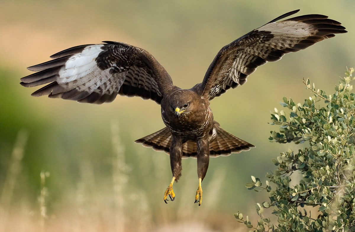 Male Buzzard,Adamuz, Andalucia, Spain. 31-05-23.