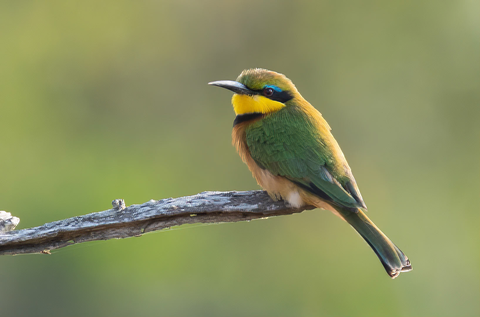 Little Bee-eater, Lake Mburo, Uganda. 06-08-23.
