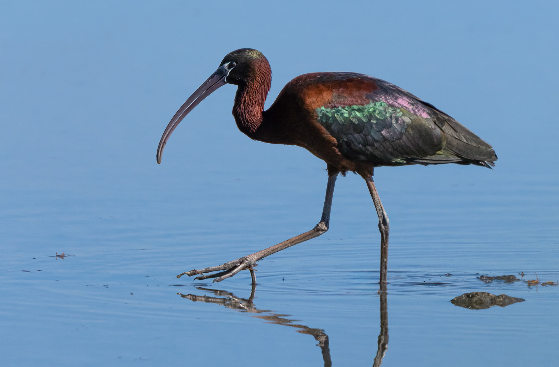 Glossy Ibis, Pego Marshes, Valencia Spain. 16-04-23