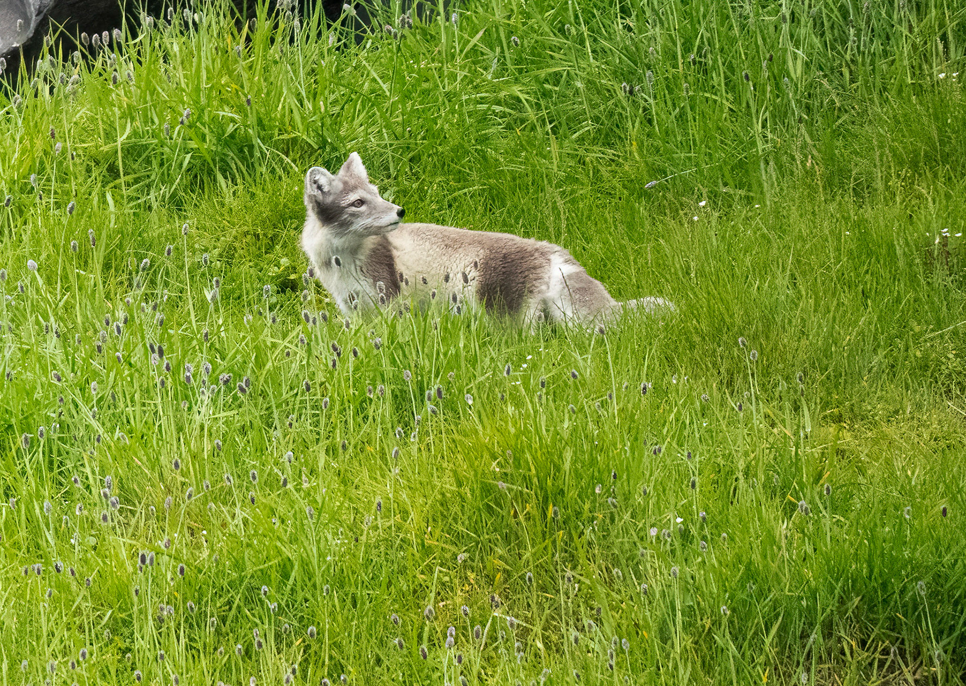 Arctic Fox, Alkefjellet cliffs, Svalbard. 04-08-2022.