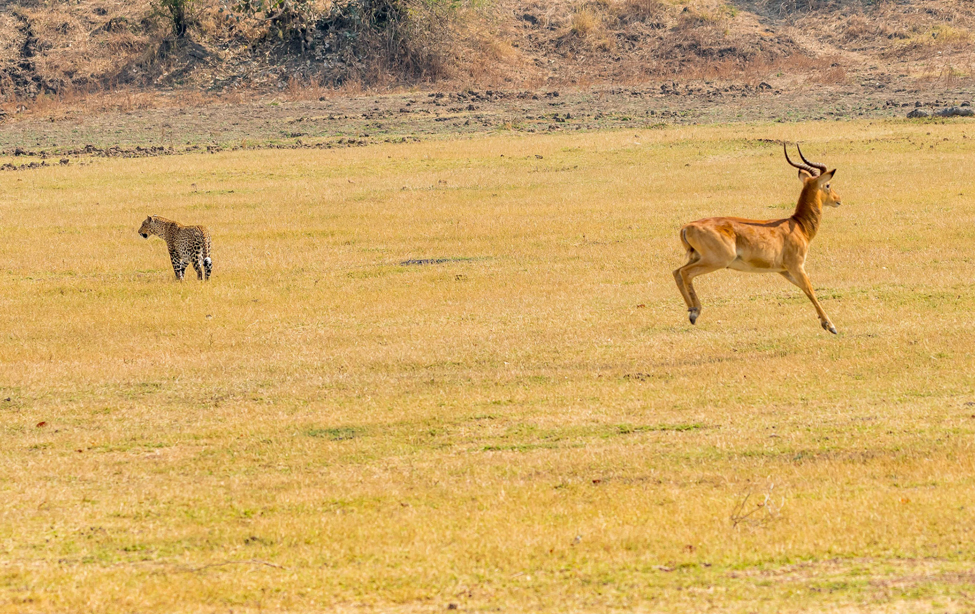 Leopard + Puku m, pronging, Kafunta Zambia 10/09/17
