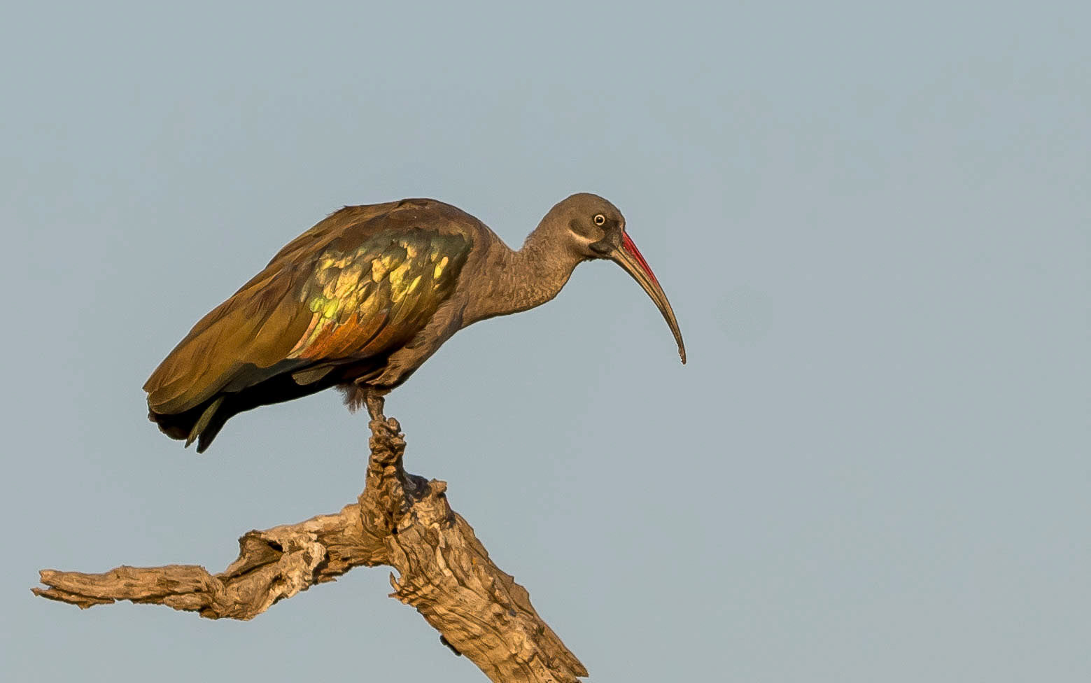 Hadeda Ibis, Kafunta Zambia 08/09/17