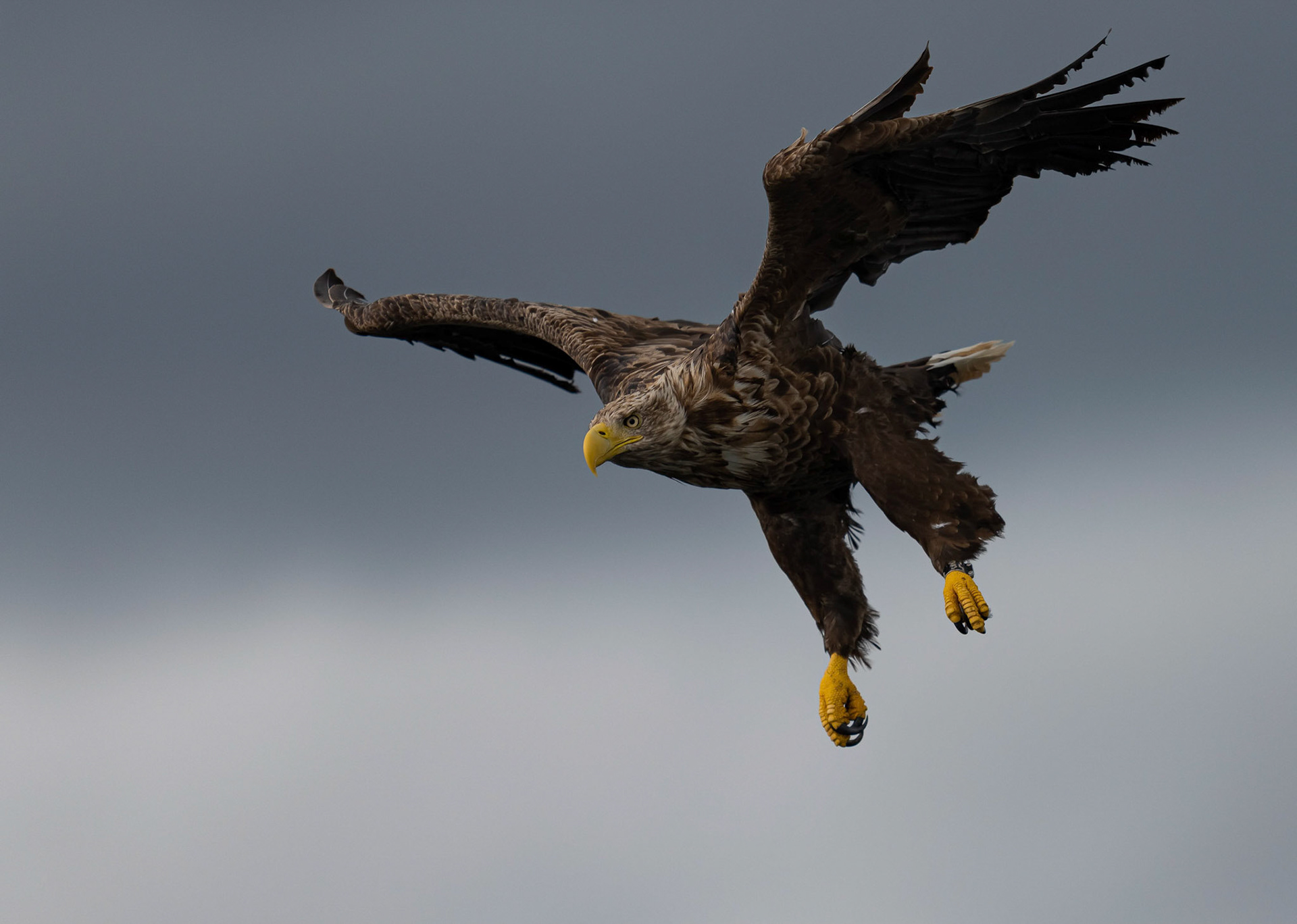 White-tailed Eagle, Loch Na Keal, Mull, Scotland. 05/08/21.
