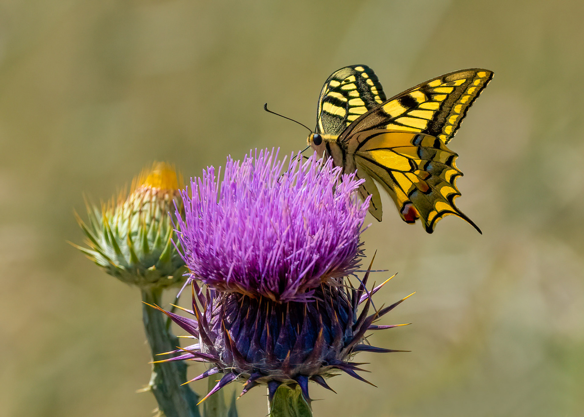 Swallowtail, La Biar, Valencia, Spain. 10/06/22.
