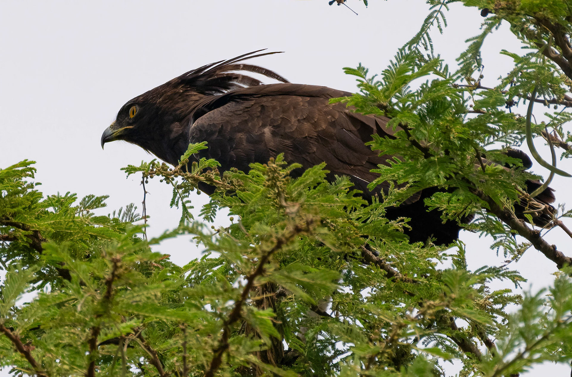 Long-crested Eagle, Queen Elizabeth NP. Uganda. 04-08-23.