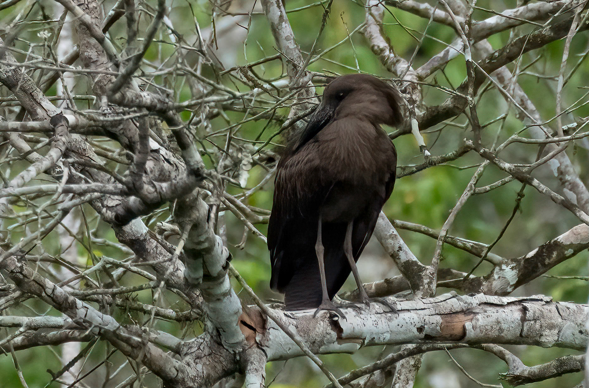 Hamerkop, Queen Elizabeth NP. Uganda. 04-08-23.
