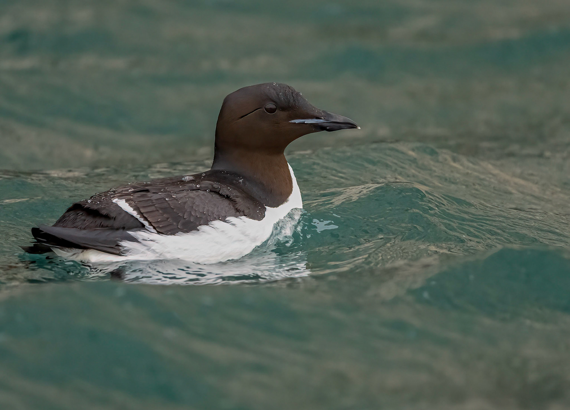Brunnich's Guillemot, Hinlopen Strait, Svalbard. 04-08-2022.