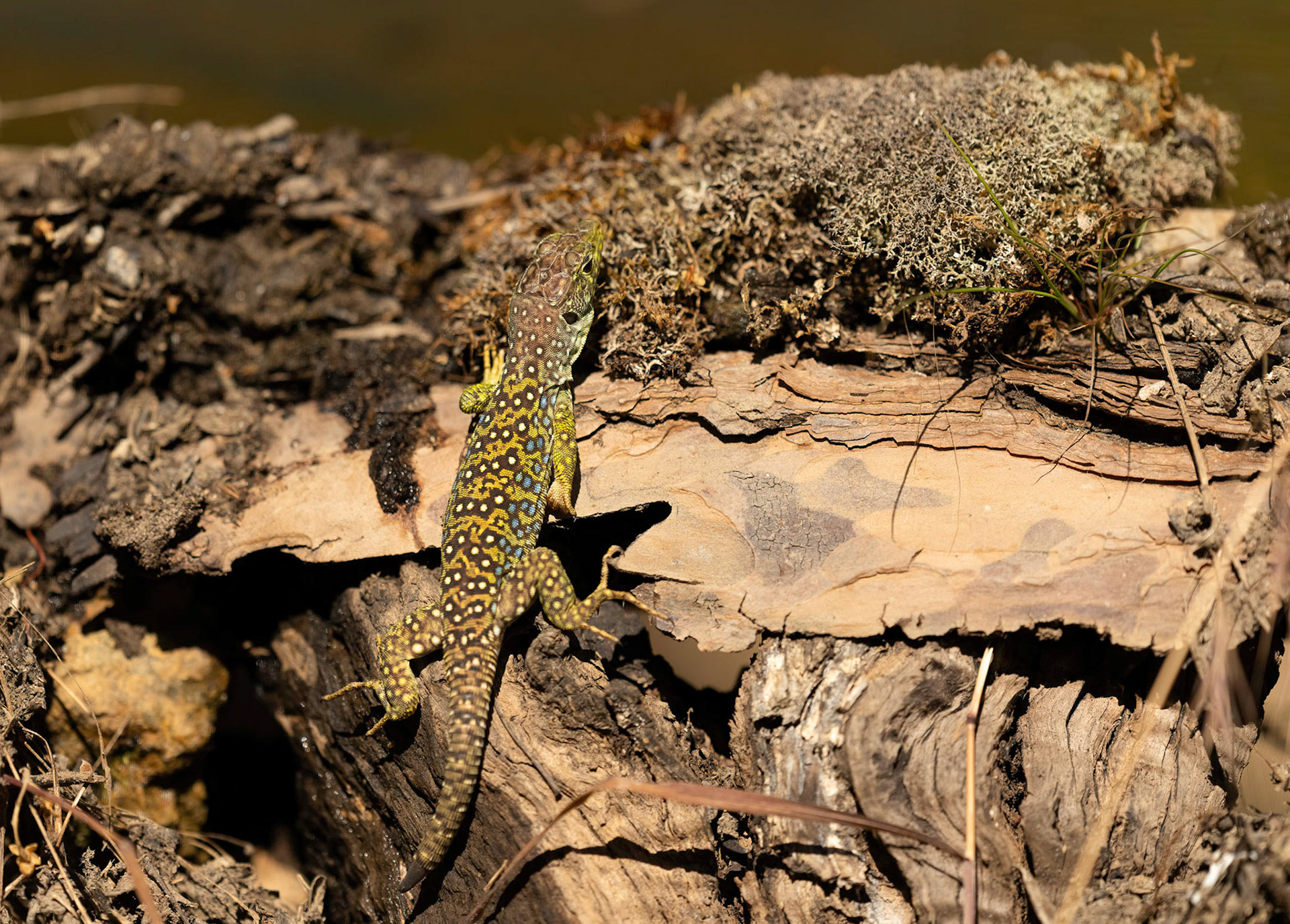 Ocellated Lizard, Adamuz, Andalucia, Spain. 31/05/22.