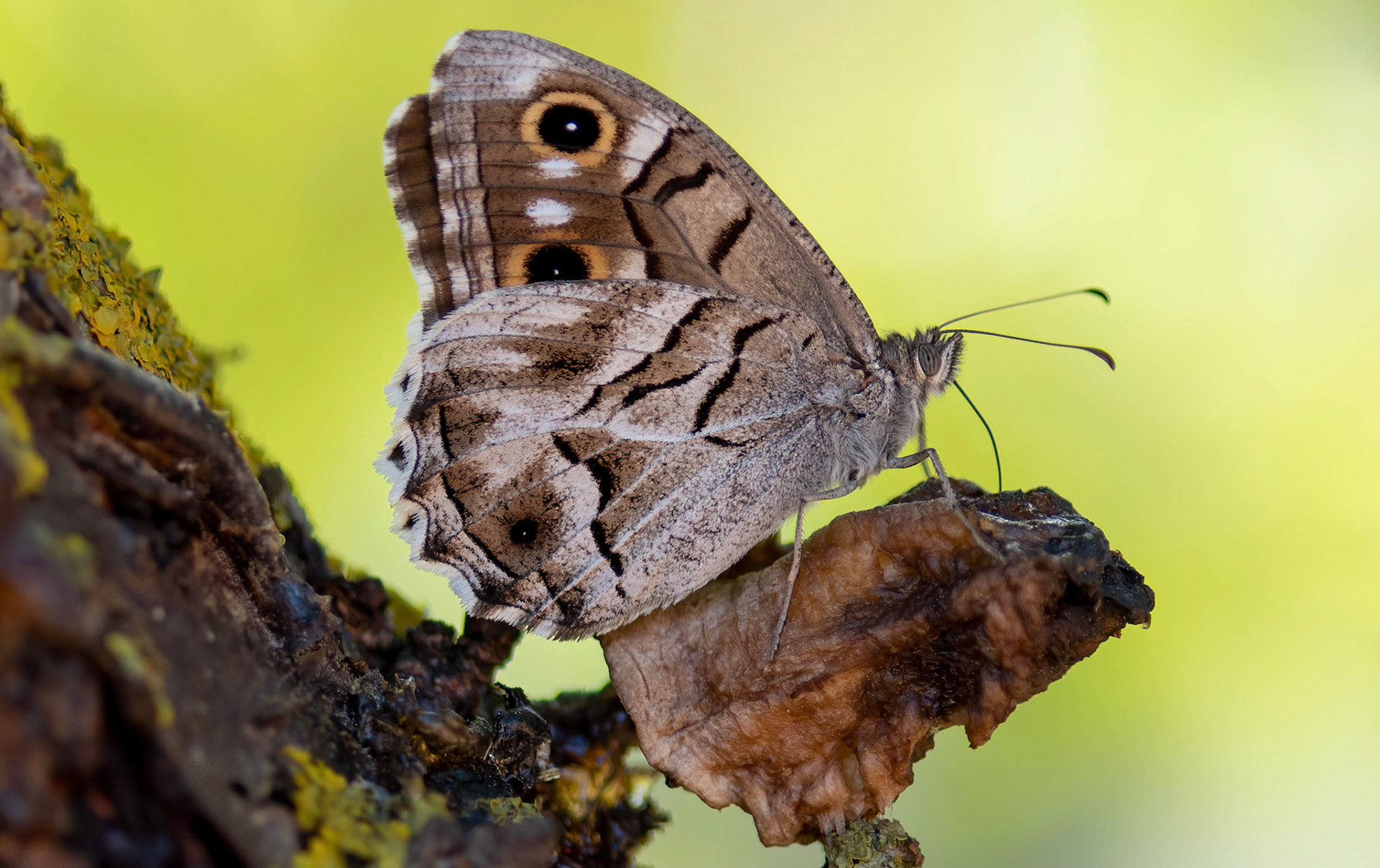 Striped Grayling, La Biar Spain 14/06/16