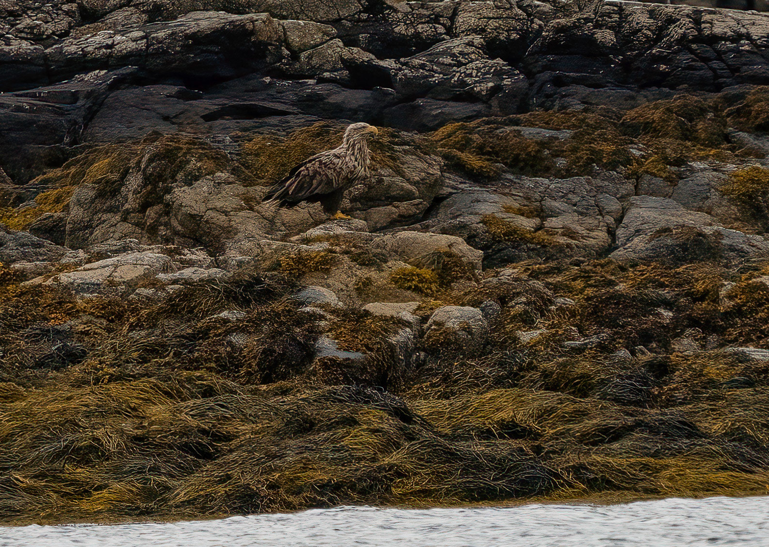 White-tailed Eagle, Loch Na Keal, Mull, Scotland. 06/08/21.