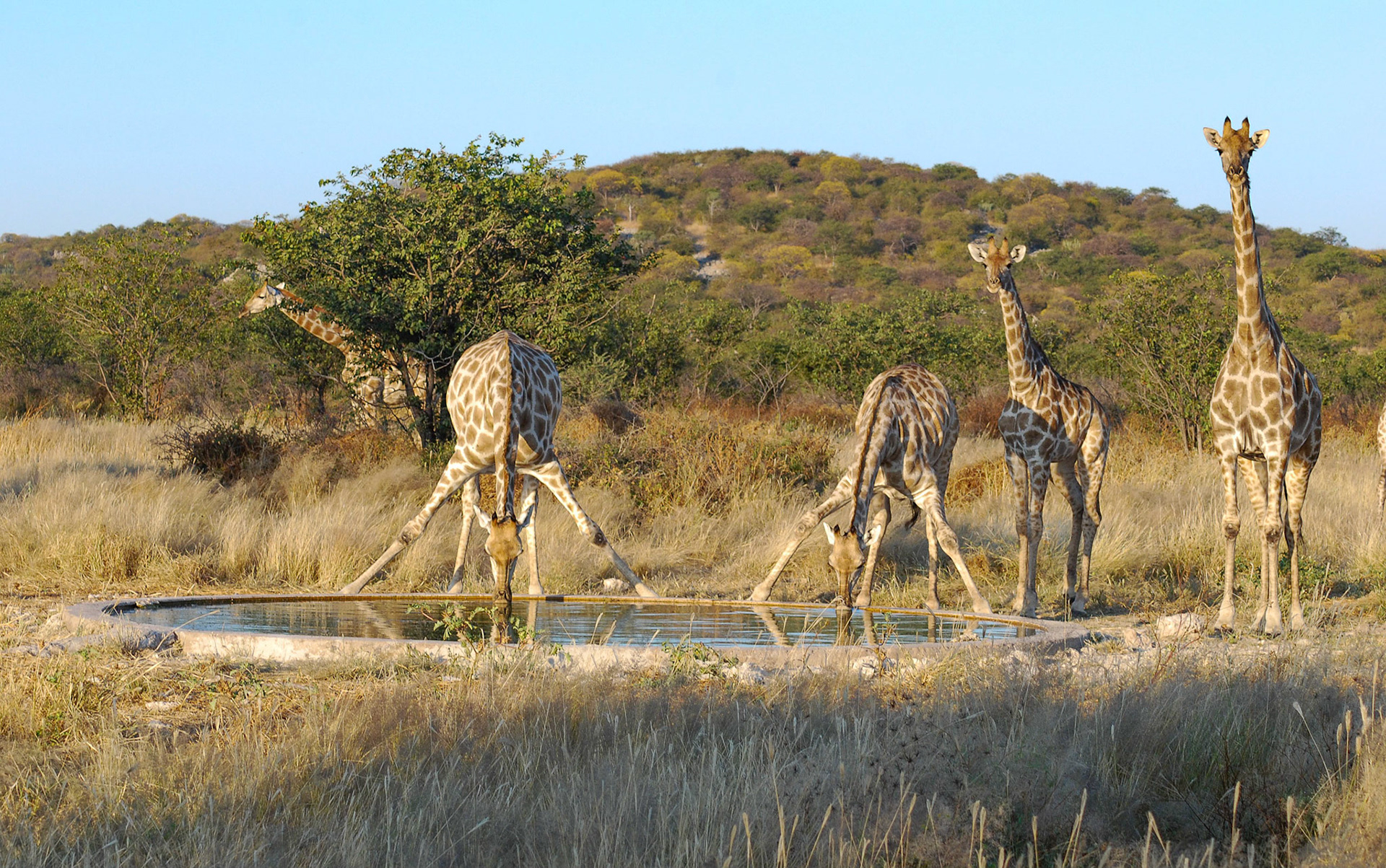 Angolan Giraffe, Etosha Namibia 21/04/09