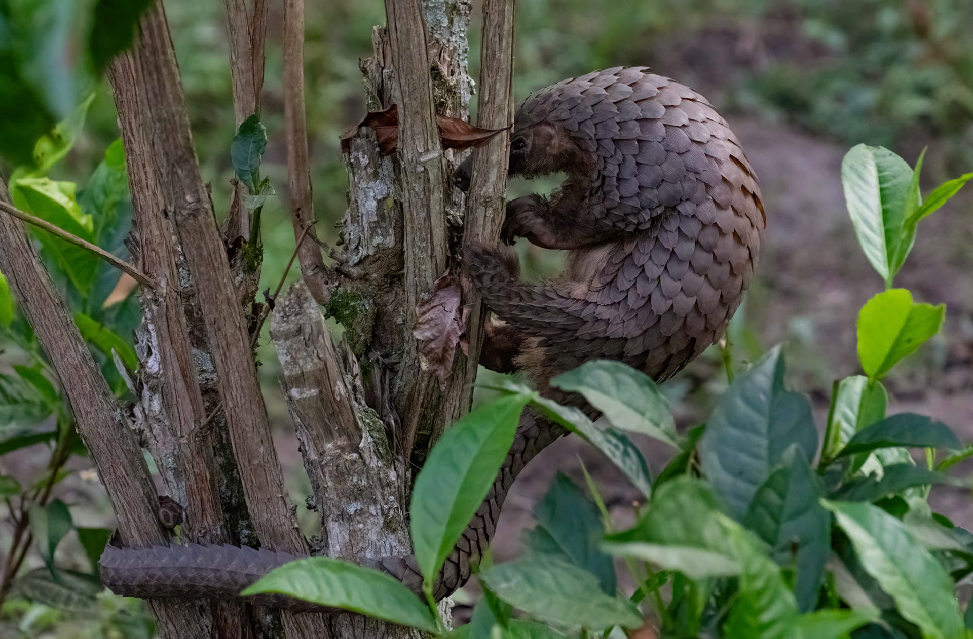 Pangolin, note prehensile tail, Rugando near Bwindi Forest, Uganda. 05-08-23.