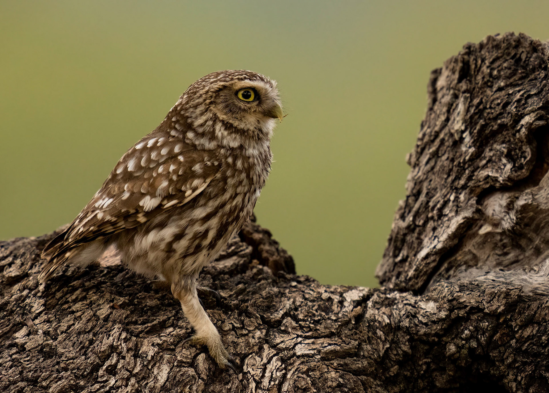 Little Owl,Adamuz, Andalucia, Spain. 30/06/22.
