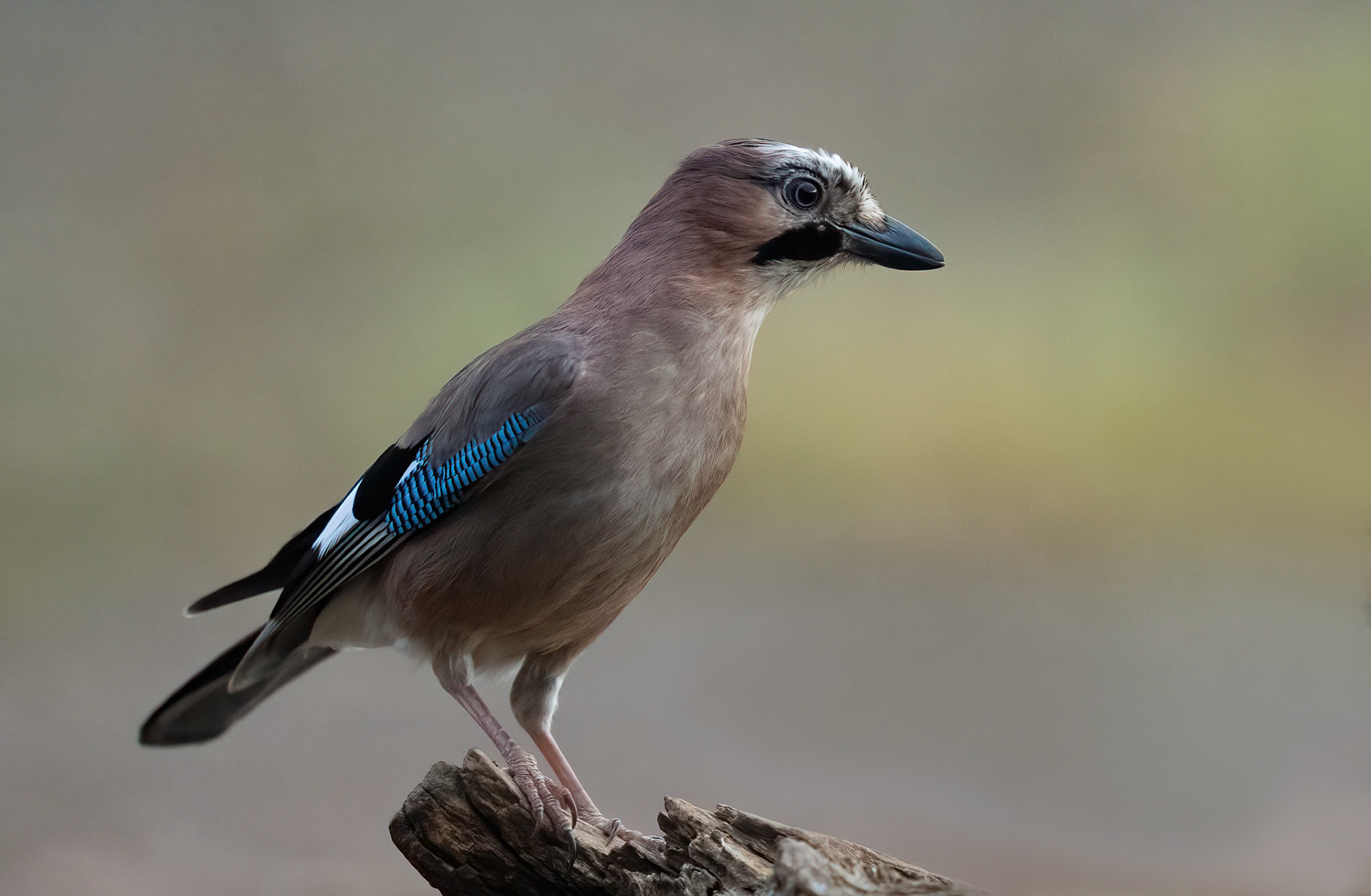 Jay, Adamuz, Andalucia Spain. 29-05-23.