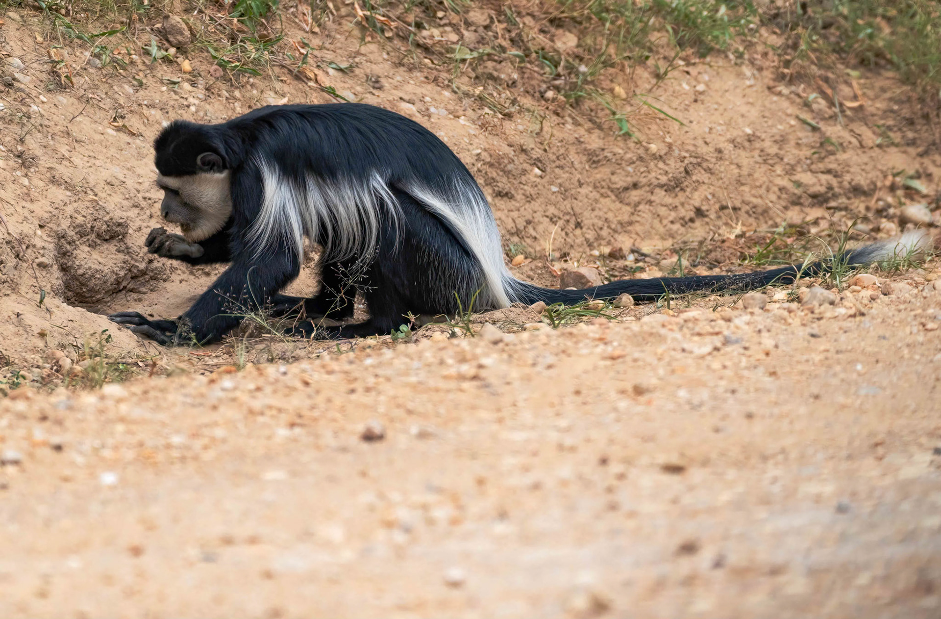 Black and White Colobus at mineral lick, Queen Elizabeth NP., Uganda. 04-08-23.