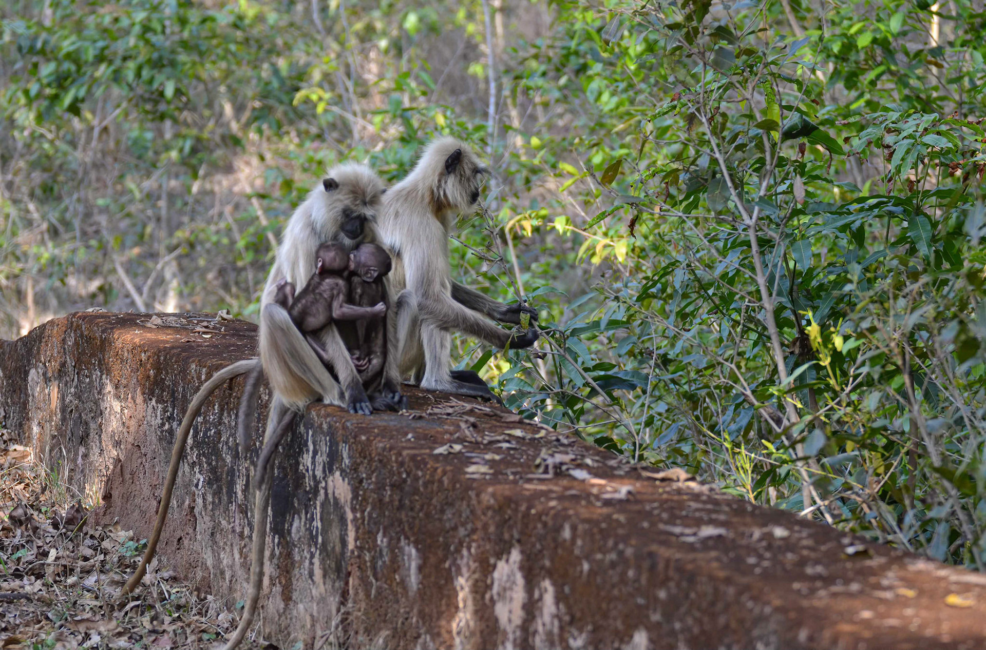 Black-faced Langur family, Bandhavgarh, Madhya Pradesh India 18/03/14.