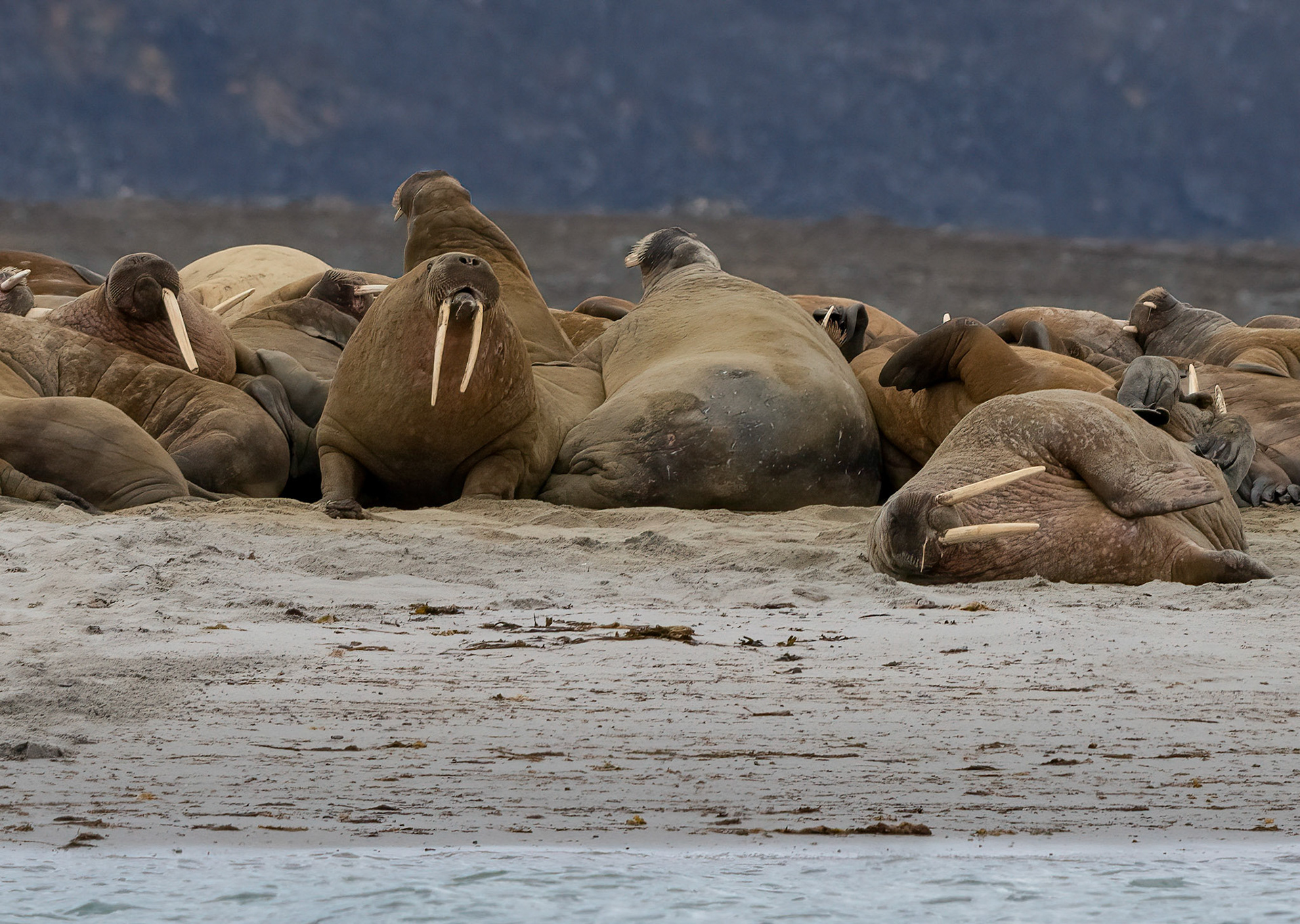 Walrus on Smeerenberg beach, Virgohamna, Svalbard. 03-08-2022.