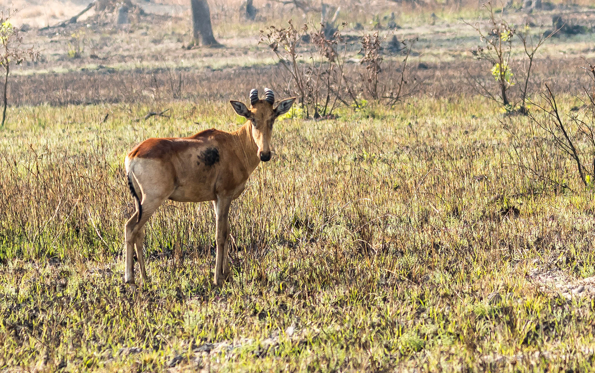 Lichtenstein's Hartebeest, Mukambi Zambia 03/09/17