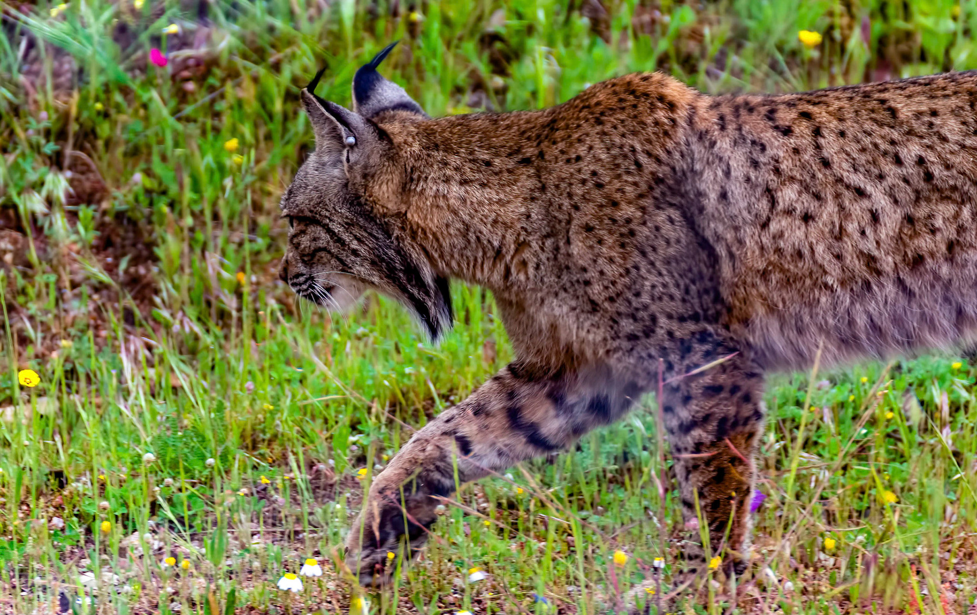 Iberian Lynx f, Anducar, Spain 17/04/15