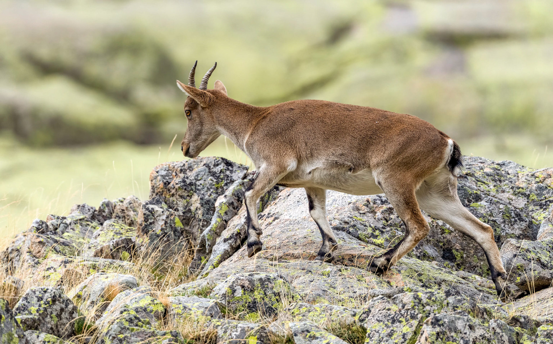 Spanish Ibex, Gredos Mtns Spain 24/09/19