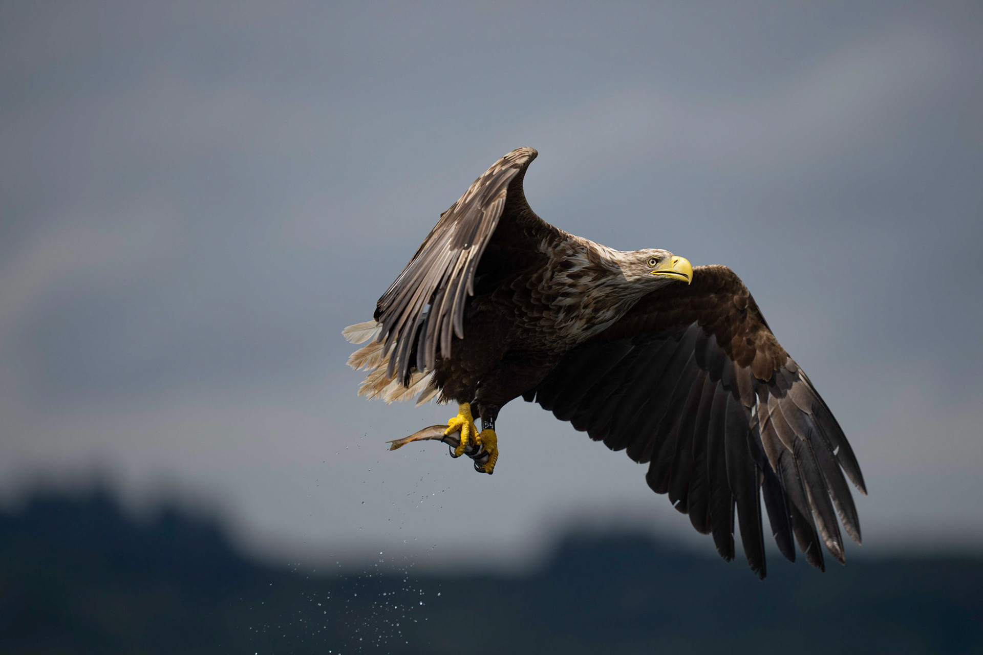 White-tailed Eagle, Loch Na Keal, Mull, Scotland. 05/08/21.