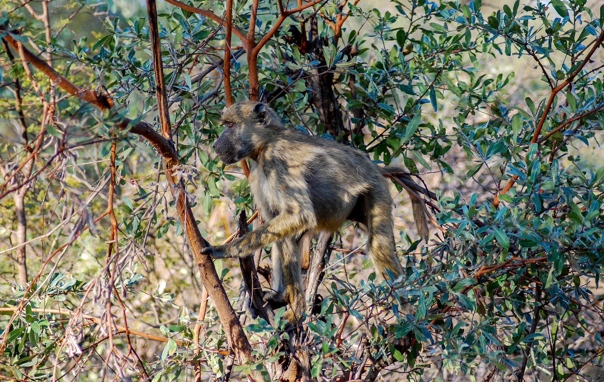 Chacma Baboon, Mazambala Caprivi Namibia 15/05/11