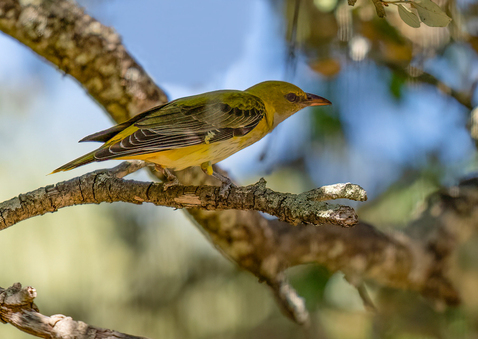 Golden Oriole , juvenile, Adamuz, Andalucia, Spain. 31/05/22.